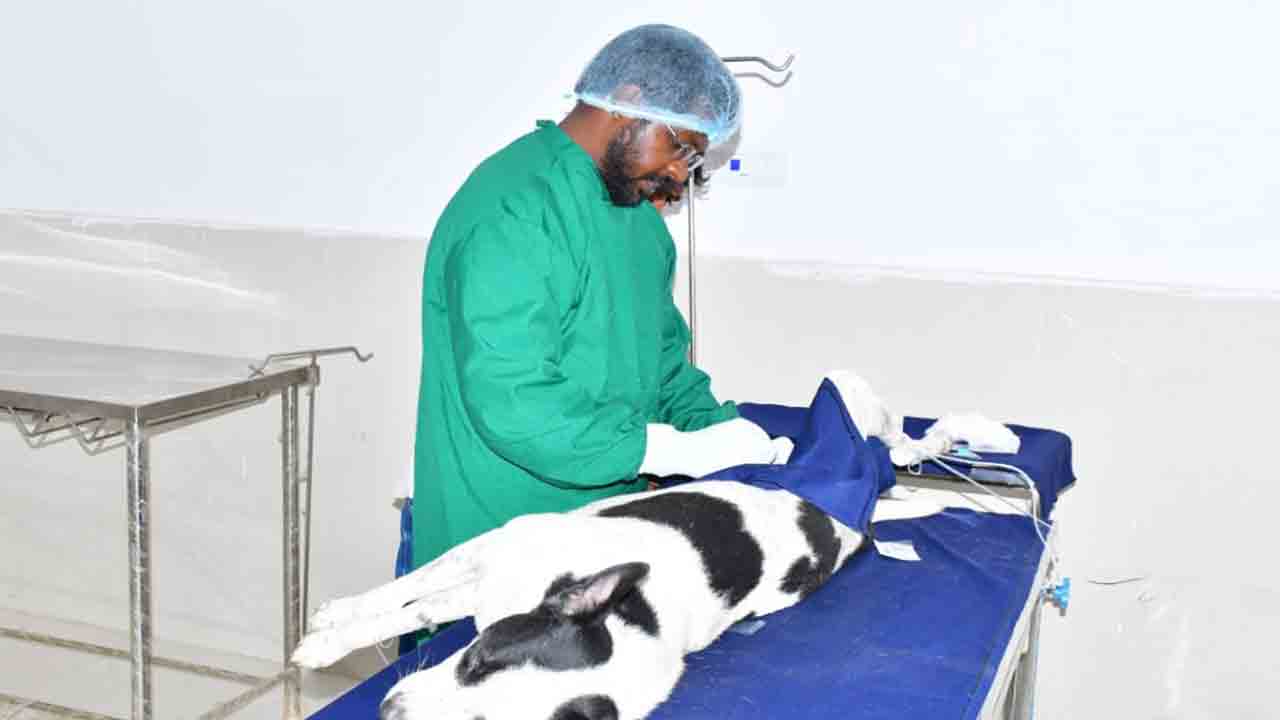 కుక్కలకు ఆపరేషన్లు షురూ..