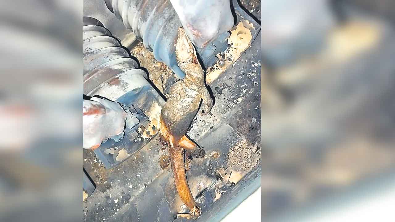 Power Cut | బల్లి, తొండ, ఉడుత పాయె.. ఈ సారి ఉడుము వంతు!