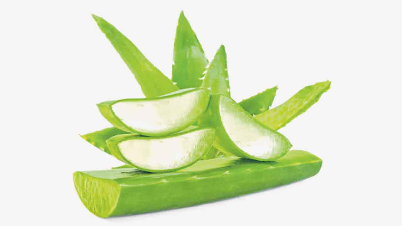 Aloe Vera