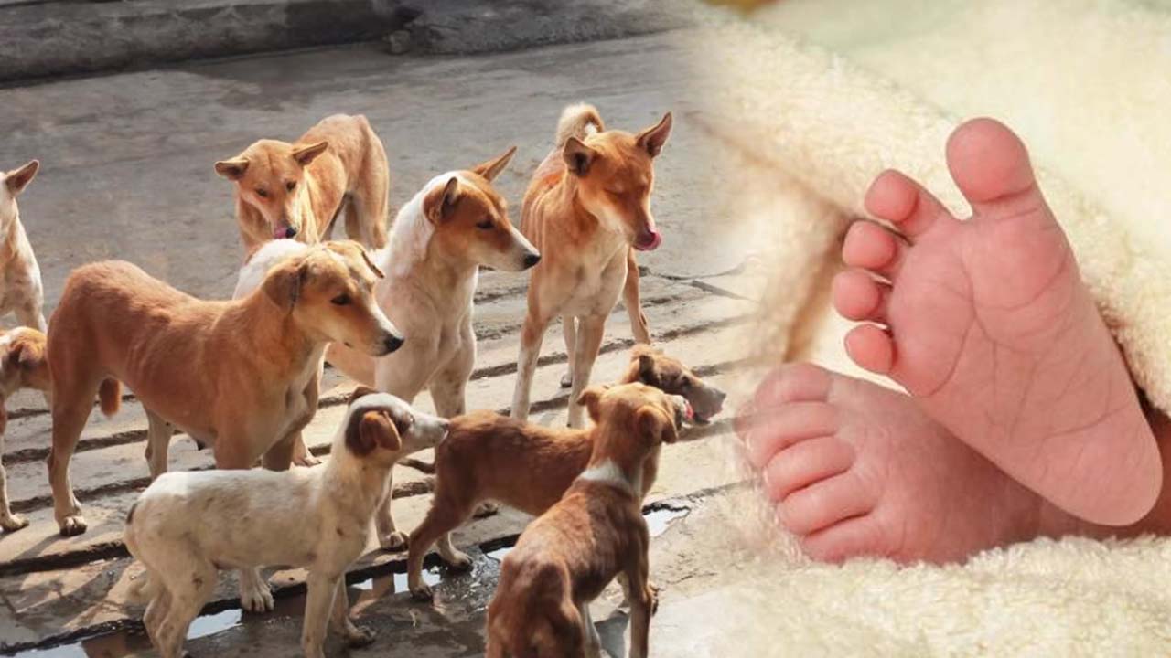 Warangal | వరంగల్‌ ఎంజీఎం వద్ద దారుణం.. నవజాత శిశువును పీక్కుతిన్న కుక్కలు..!