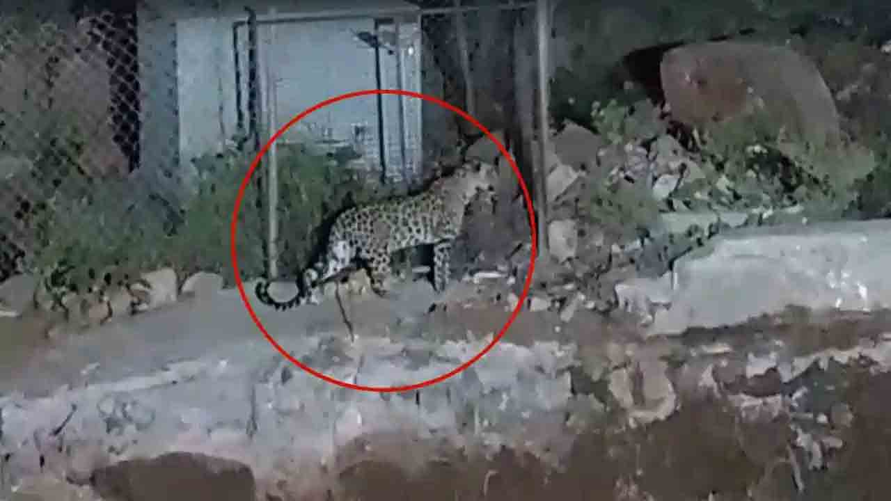 Cheetah | శ్రీశైలంలో చిరుత సంచారం .. ఆలయ ఏఈవో ఇంటి వద్ద కుక్కను ఎత్తుకెళ్లిన చిరుత