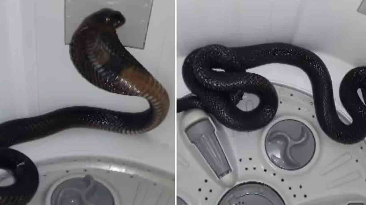 Cobra | వాషింగ్‌ మెషీన్‌లో నాగుపాము ప్రత్యక్షం.. షాకింగ్‌ వీడియో