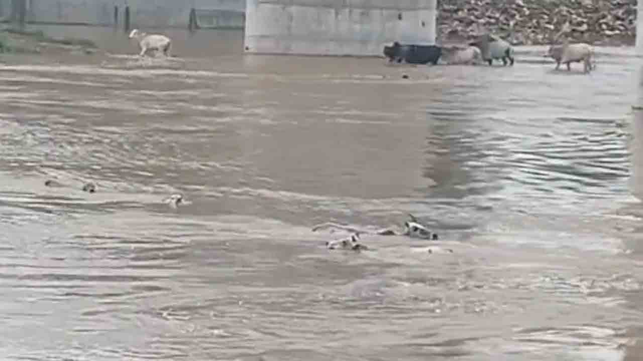 Madhya Pradesh | దారుణం.. 50 ఆవులను ఉద్ధృతంగా ప్రవహిస్తున్న నదిలోకి తోసేశారు..!