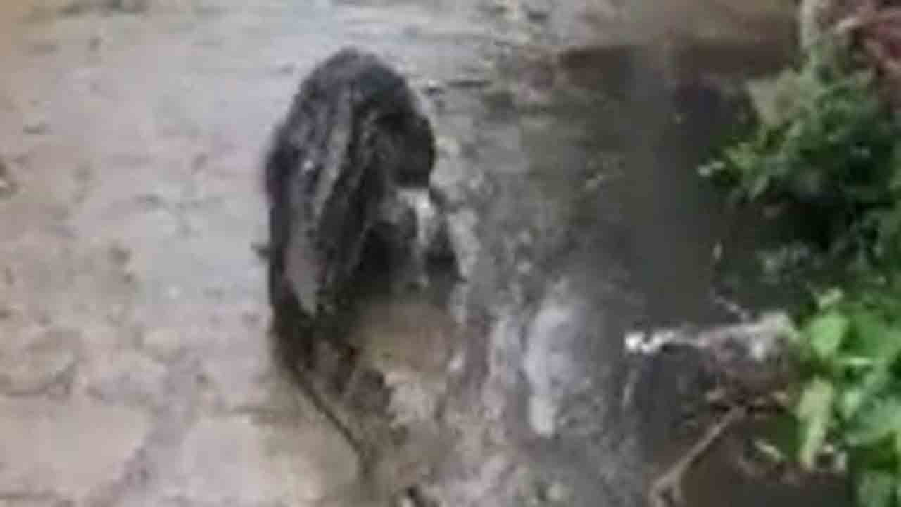 Crocodile | గ్రామ వీధుల్లో మొసలి హల్‌చల్‌.. వైరల్ వీడియో