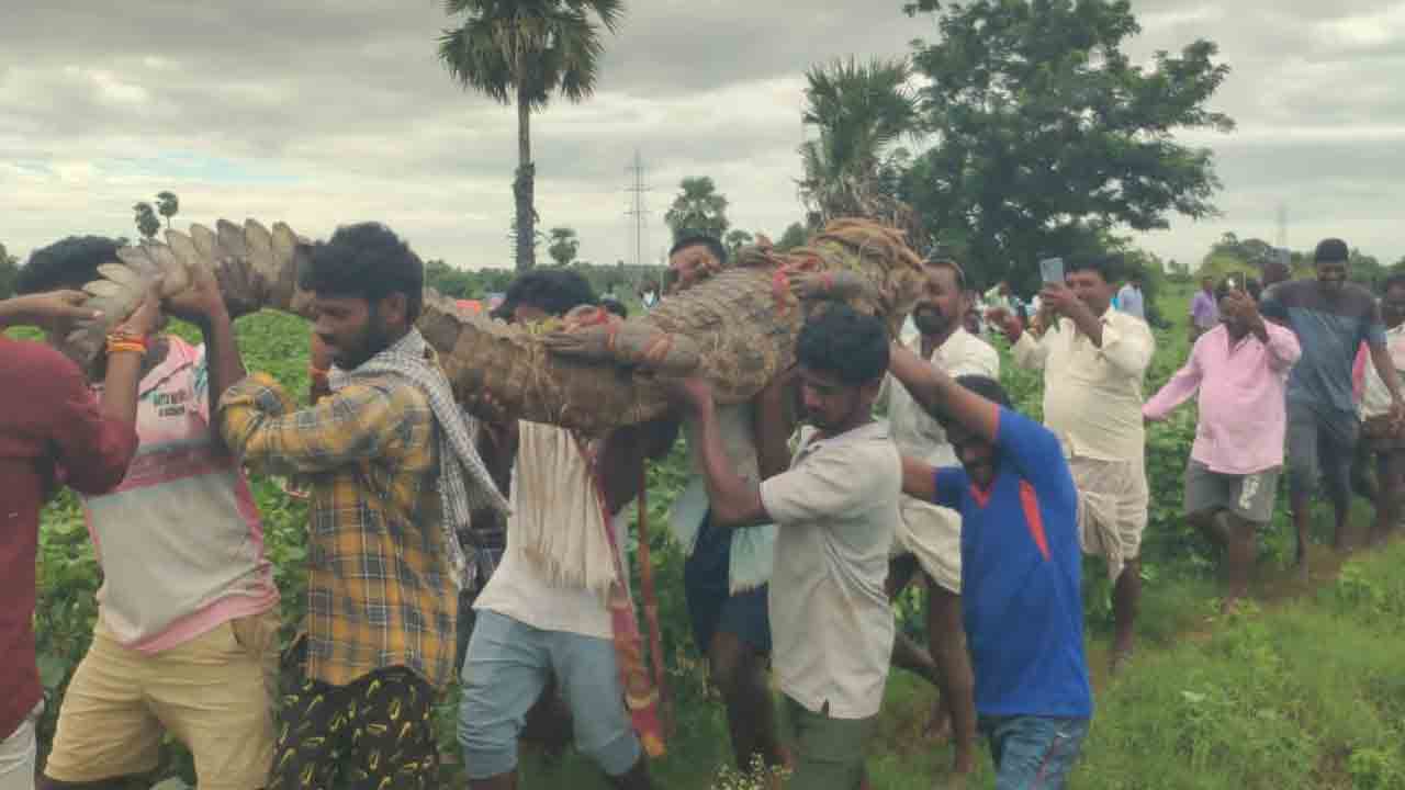 మొసలి పట్టివేత