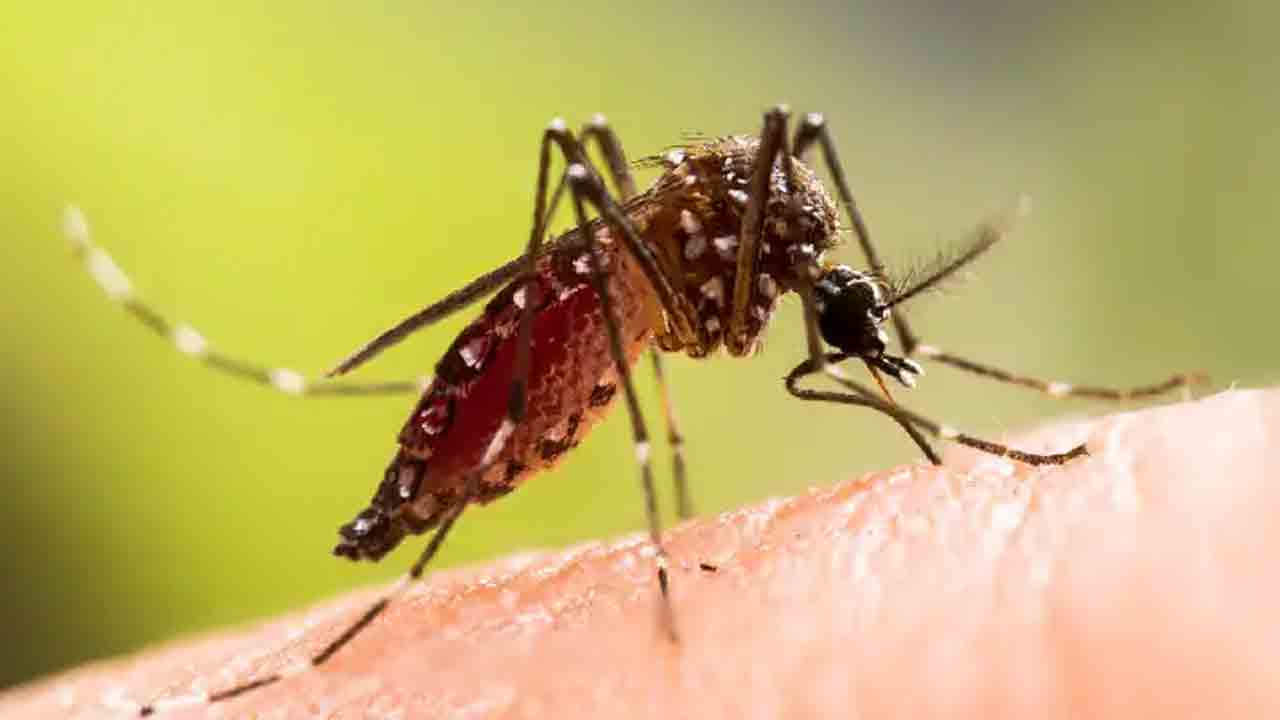Zika virus | పూణెలో జికా వైరస్‌ కలకలం.. 66 కేసులు నమోదు