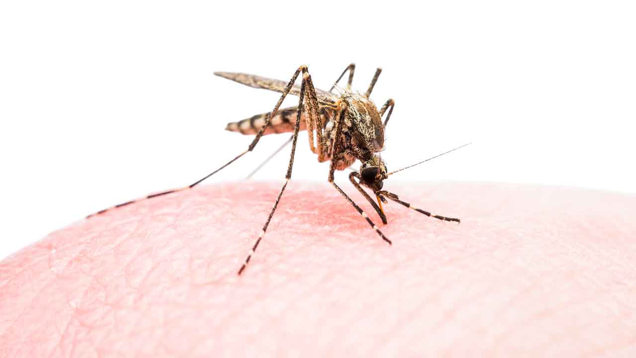 Dengue Fever | రాష్ట్రానికి డెంగ్యూ ఫీవర్‌.. ప్రభుత్వ వైఫల్యంతో ప్రజలకు ప్రాణసంకటం