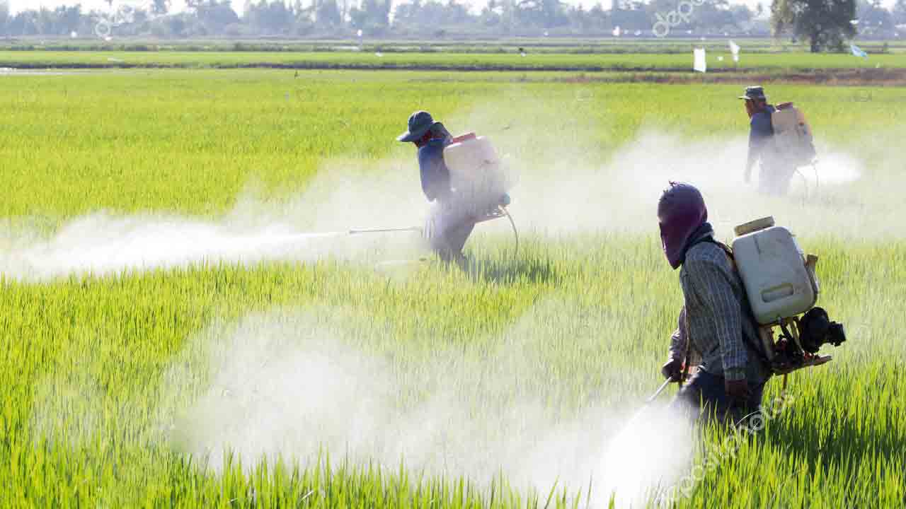 AP News | గుళికల మందు చల్లుతూ 8 మంది రైతు కూలీలకు అస్వస్థత