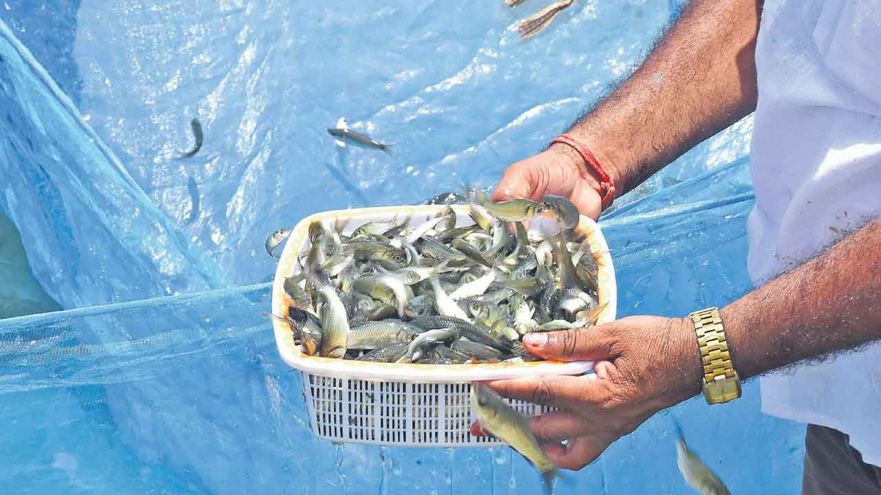 Fish Distribution