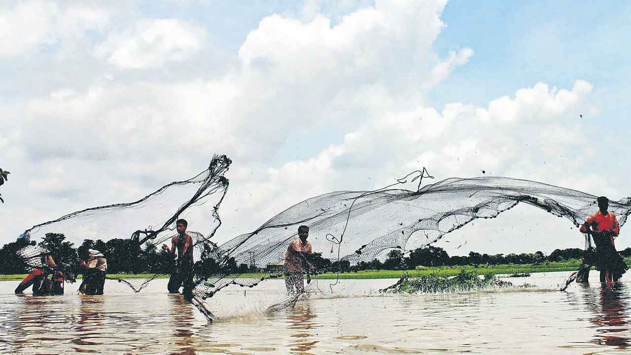 చెరువుకు చేరని చేపలు