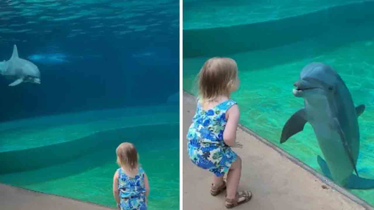 Viral Video | చిన్నారి – డాల్ఫిన్‌ మధ్య స్నేహపూర్వక సంభాషణ.. ఆకట్టుకుంటున్న వీడియో
