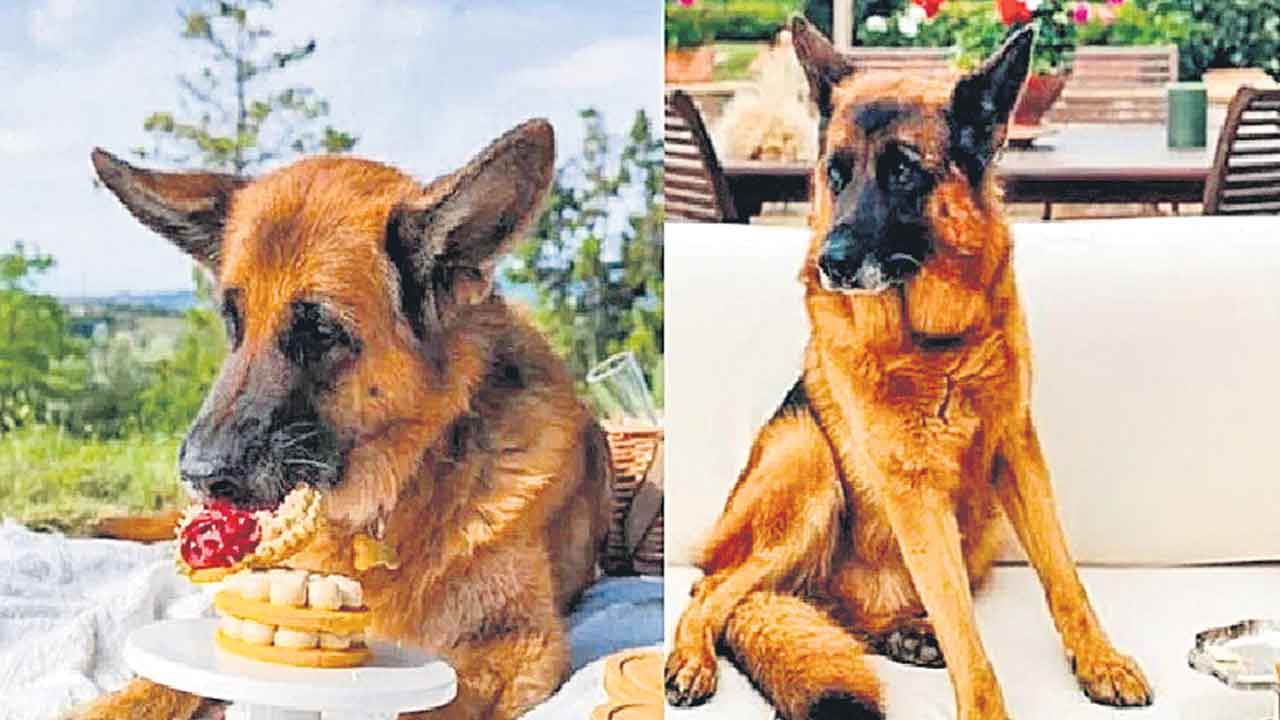 Richest Dog | శునకం ఆస్తులు రూ.3,300 కోట్లు.. విమానం, బీఎండబ్ల్యూ కారు కూడా!