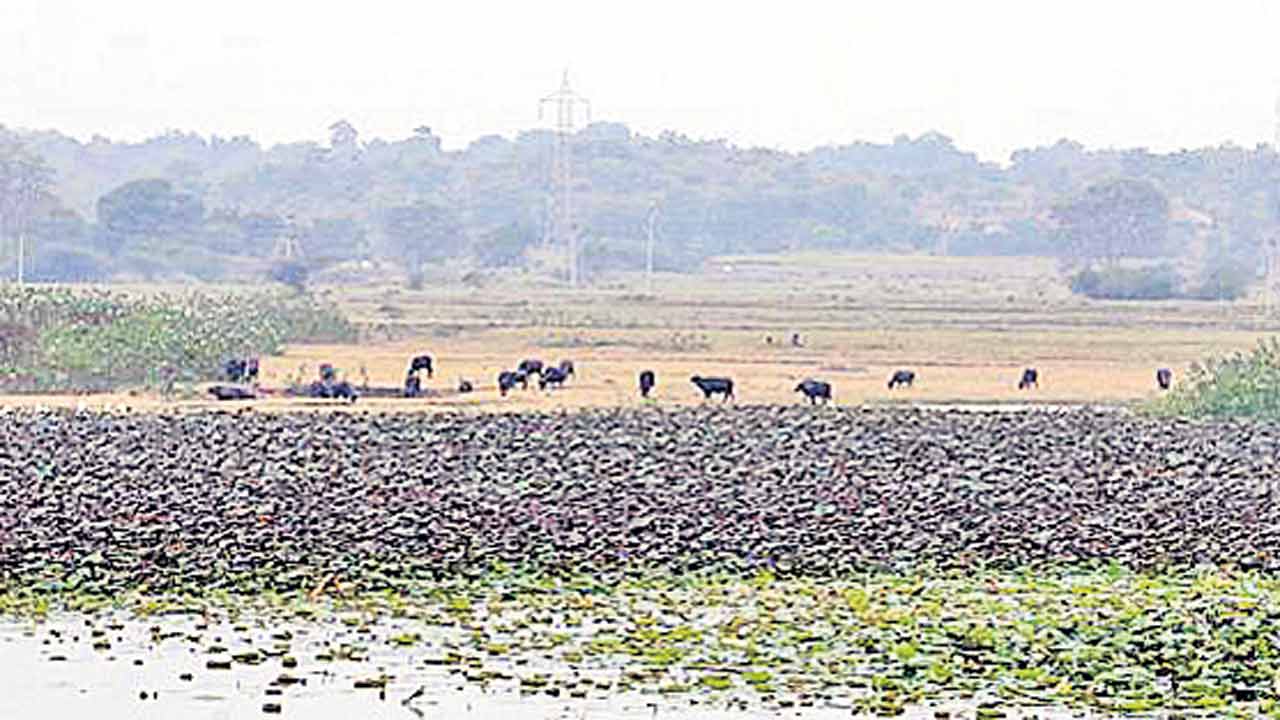 వానలు అంతంతే!