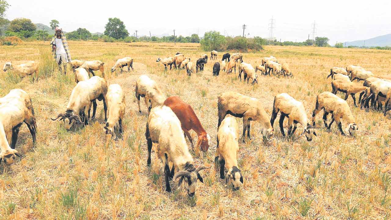 Karimnagar5