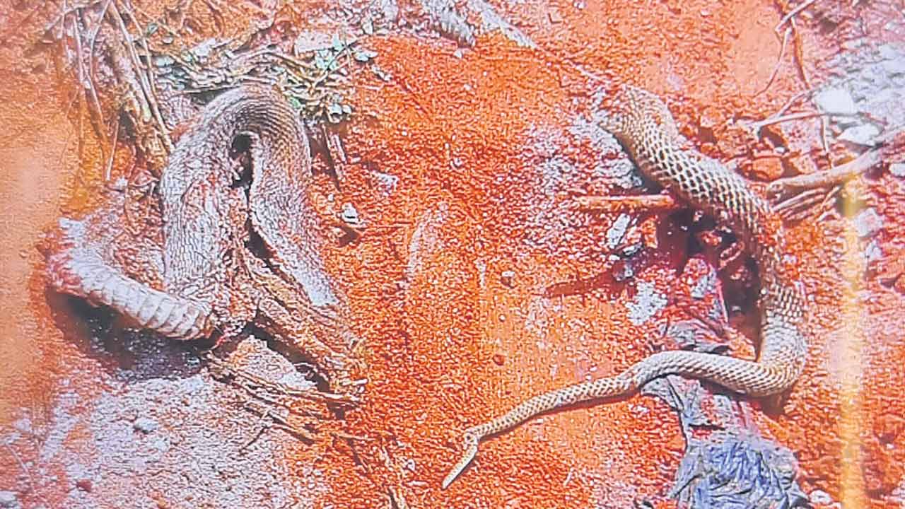 ఇద్దరి ప్రాణాలు పోయిన తర్వాత..