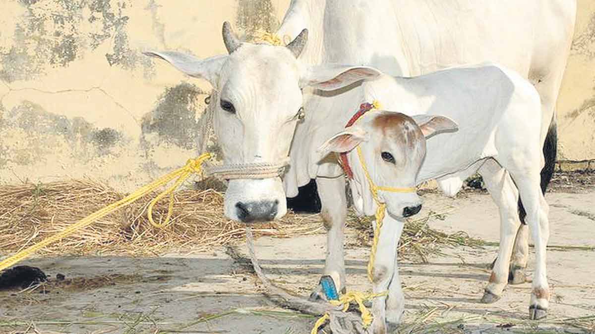Karimnagar6