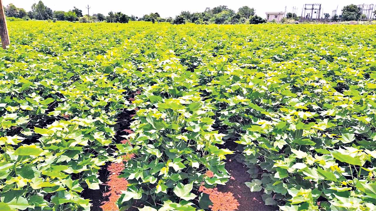 పచ్చని పొలాలపై ఫార్మా కంపెనీల పాగా..!