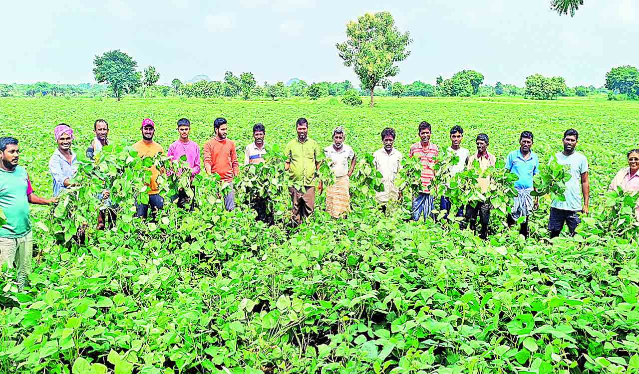 పూత లేదు.. కాత లేదు..