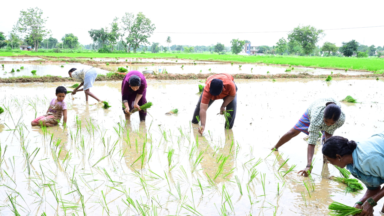 Rahul Raj | రైతులతో కలిసి నాట్లేసిన కలెక్టర్‌ రాహుల్‌ రాజ్‌ దంపతులు..