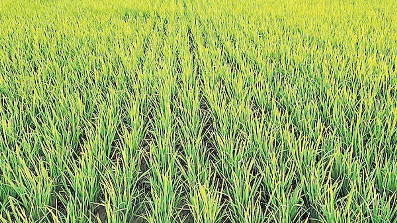 Rythu Bharosa | భరోసా లేని ఎవుసం.. మళ్లీ అప్పులపాలైతున్న రాష్ట్ర రైతులు