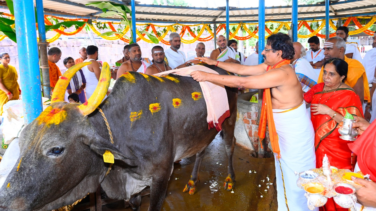 Srisailam | శ్రీశైలంలో ఘనంగా శ్రీకృష్ణ జన్మాష్టమి.. గోకులంలో విశేష గోపూజలు..