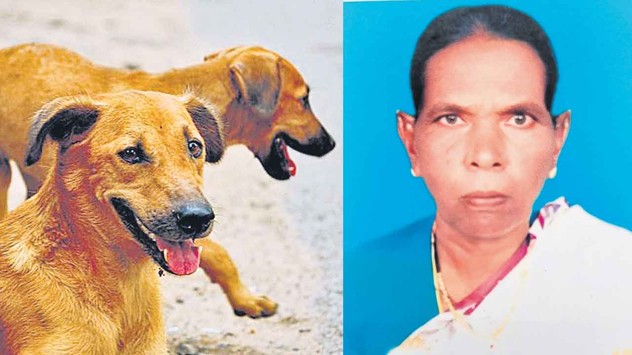 నిద్రిస్తున్న వృద్ధురాలిని పీక్కుతిన్న కుక్కలు