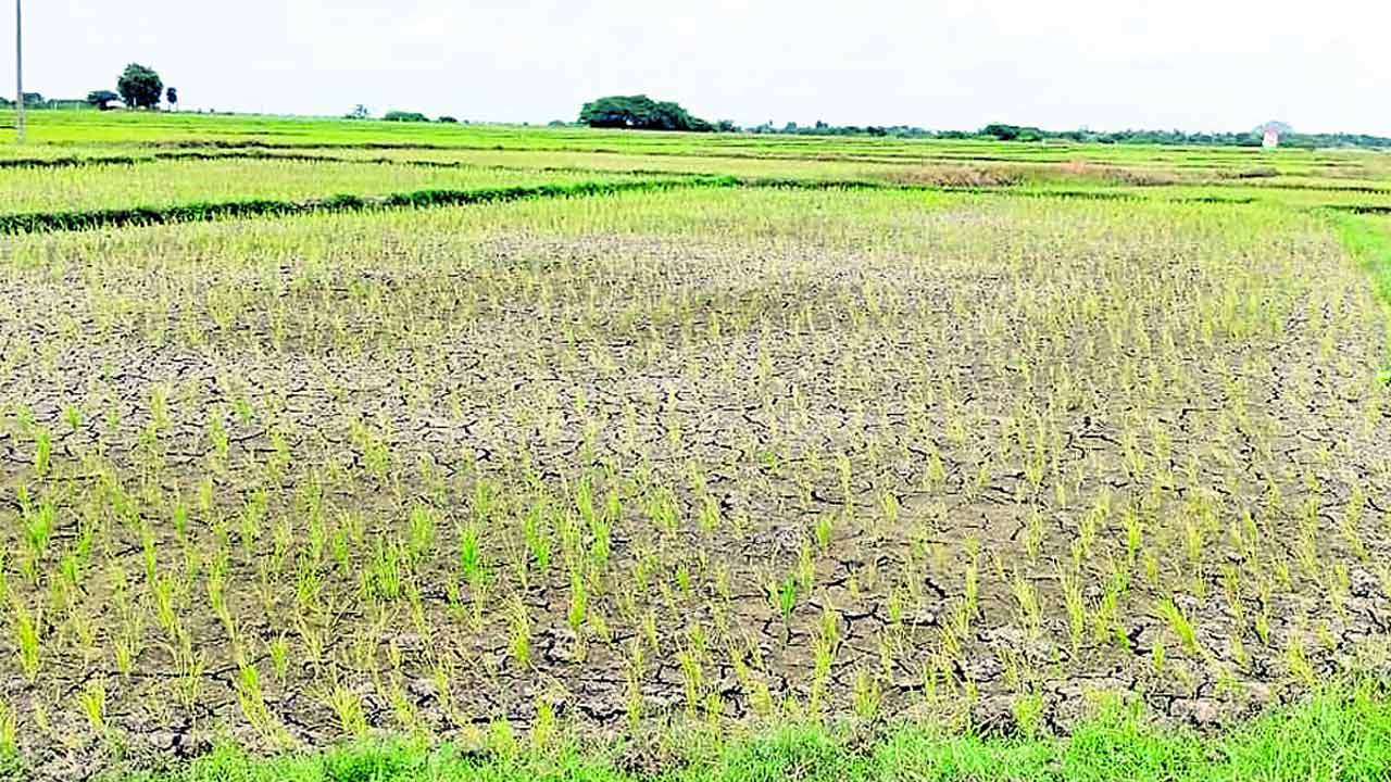 నీళ్లు లేక ఎవుసం సాగక..