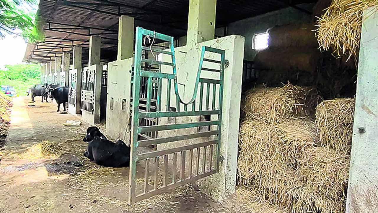 ‘మౌంటెడ్‌ పోలీస్‌’ వచ్చేనా?