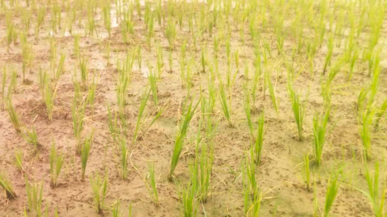 కాళేశ్వరం జలాలు అందేనా?