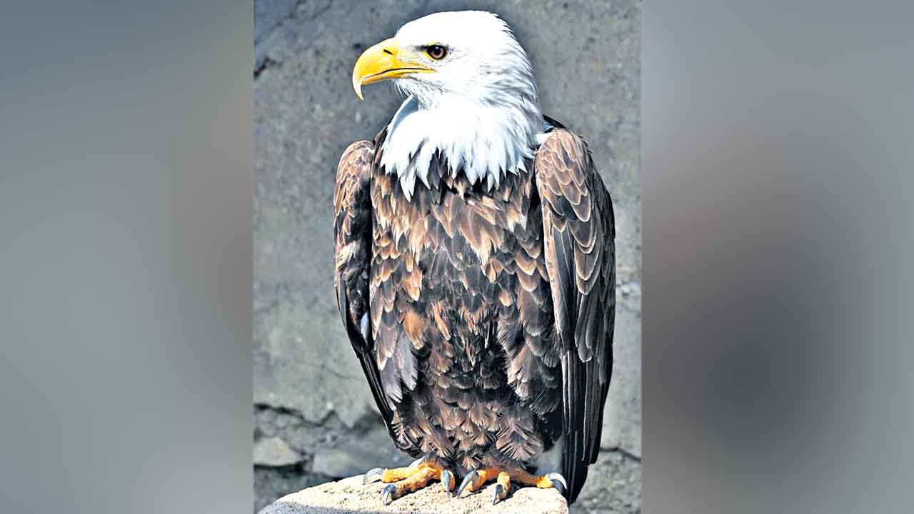 American Bald Eagle