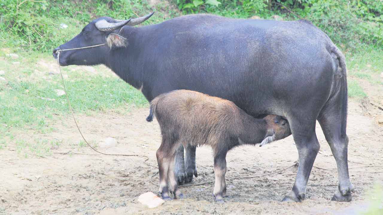 సెప్టెంబర్‌ ఒకటి నుంచి పశువుల లెక్క