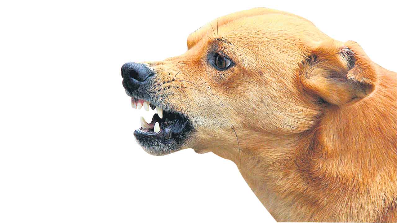 Dog attack on boy | దుండిగల్ మున్సిపాలిటీ పరిధిలో బాలుడిపై వీధి కుక్క దాడి