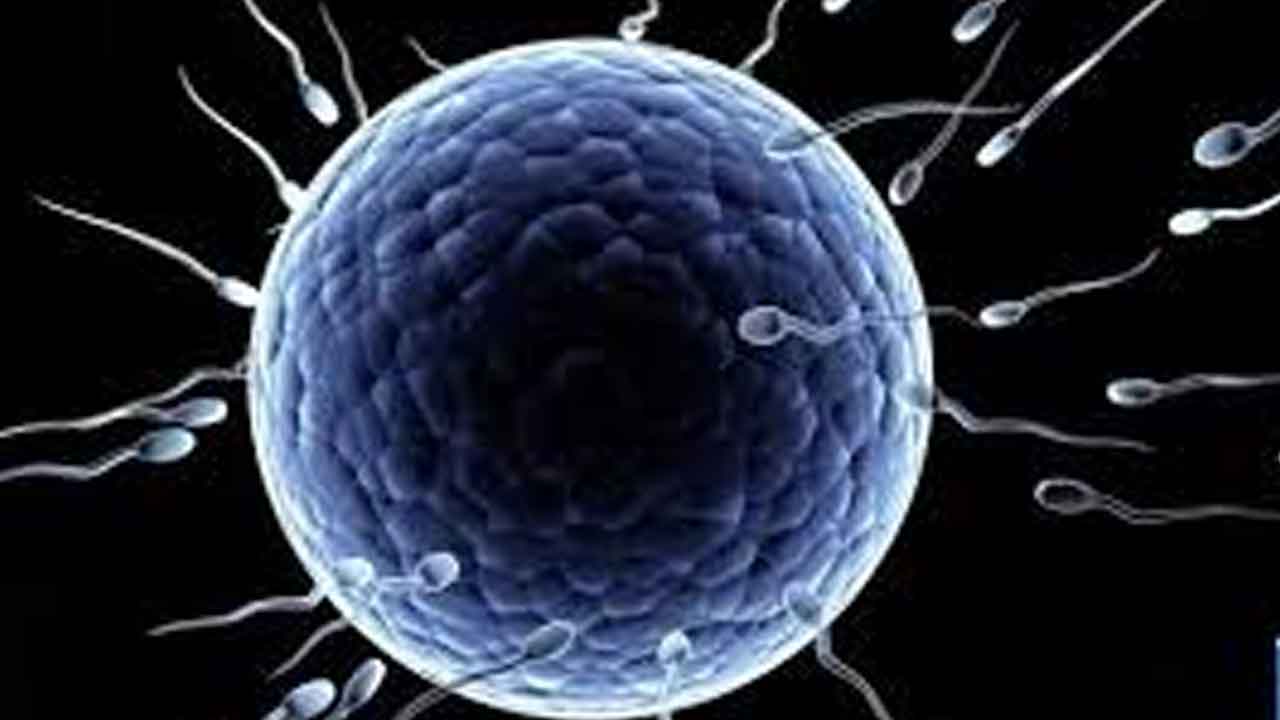 Bombay High Court | వీర్య, అండ దాతలకు బిడ్డపై హక్కులుండవు