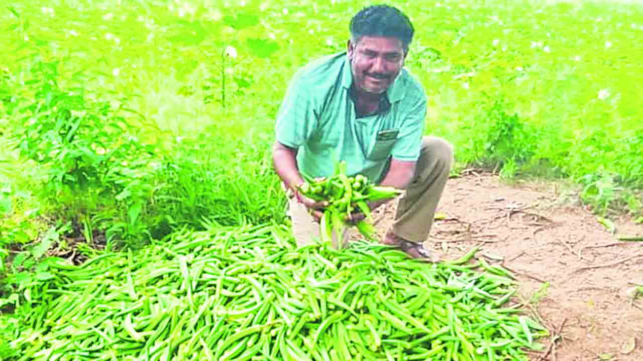 బెండ రైతుకు బెంగ