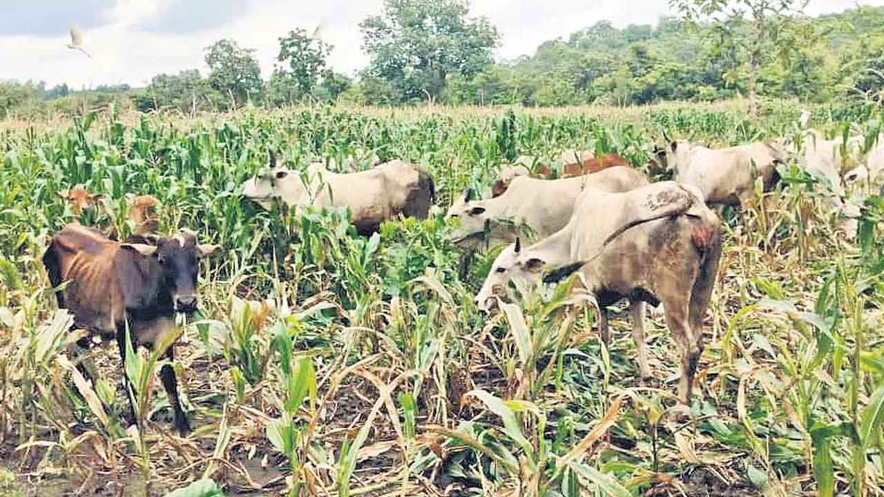 అటవీ భూముల రక్షణకు కదిలిన గౌరారం