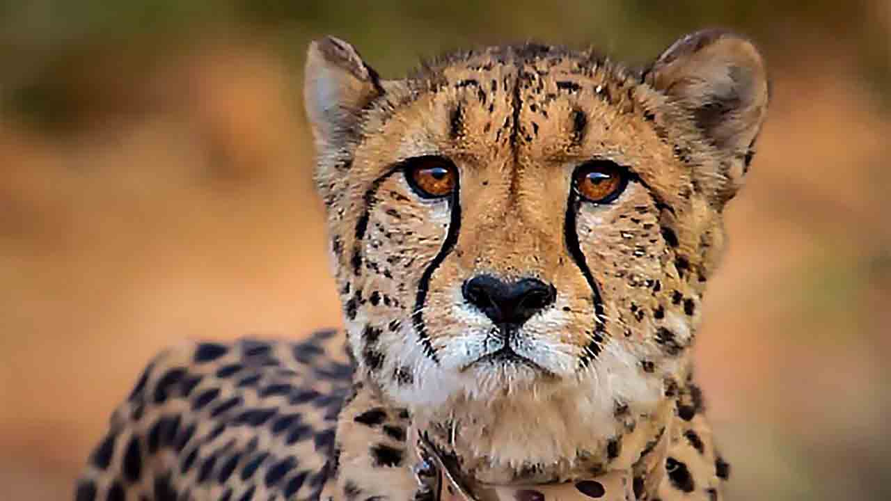 Cheetah | కూనో పార్క్‌లో మరో చీతా మృతి.. నీటిలో మునిగి..!