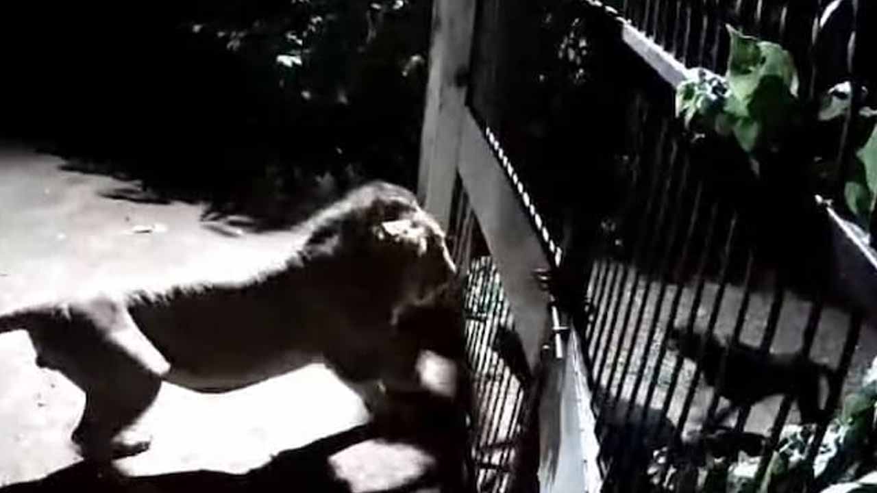 Dogs Vs Lions: సింహాలు వ‌ర్సెస్ శున‌కాలు.. ఫైట్ వీడియో చూడాల్సిందే