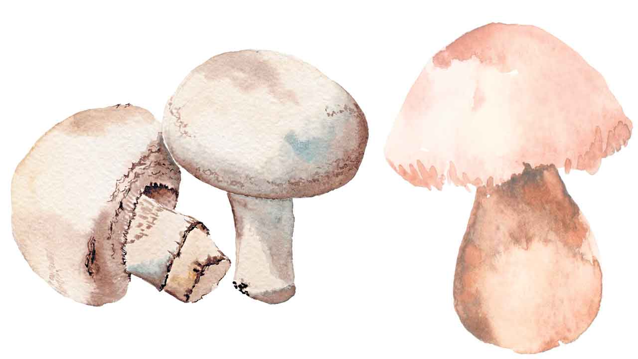 Mushrooms