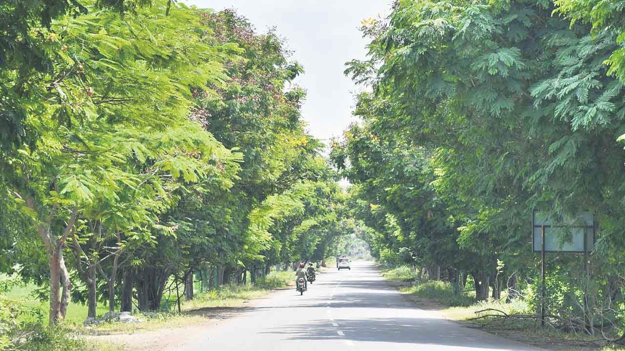 నాటి మొక్కలు.. నేటి మానులు