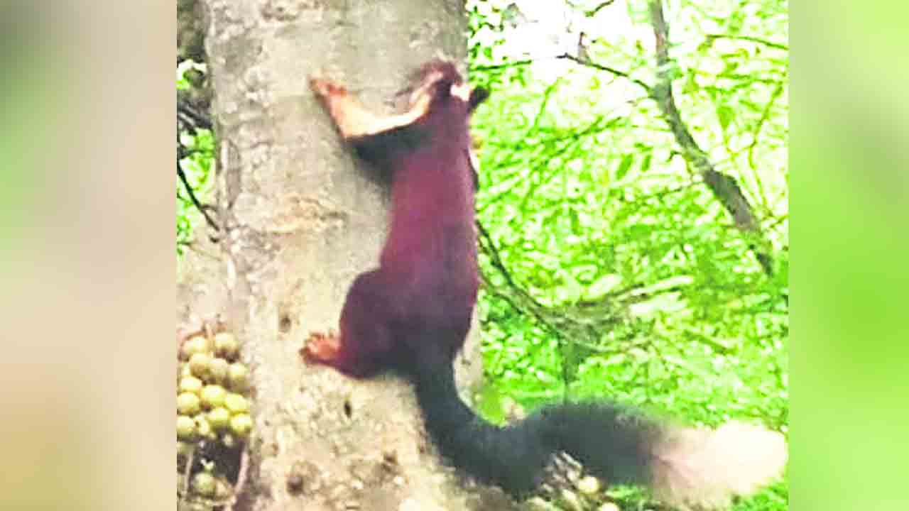 కొత్తగూడ ఏజెన్సీలో అరుదైన ఉడుత