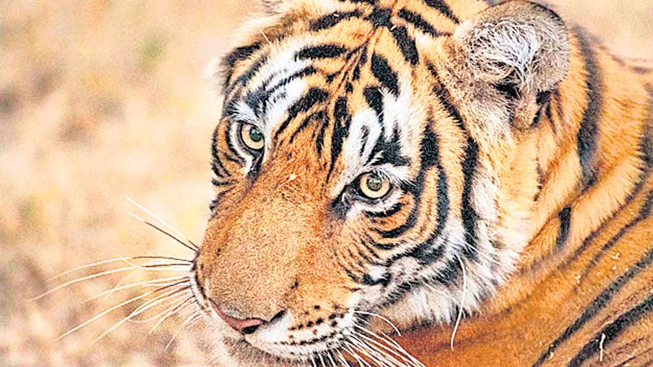 కవ్వాల్లో మళ్లీ పెద్దపులి సంచారం