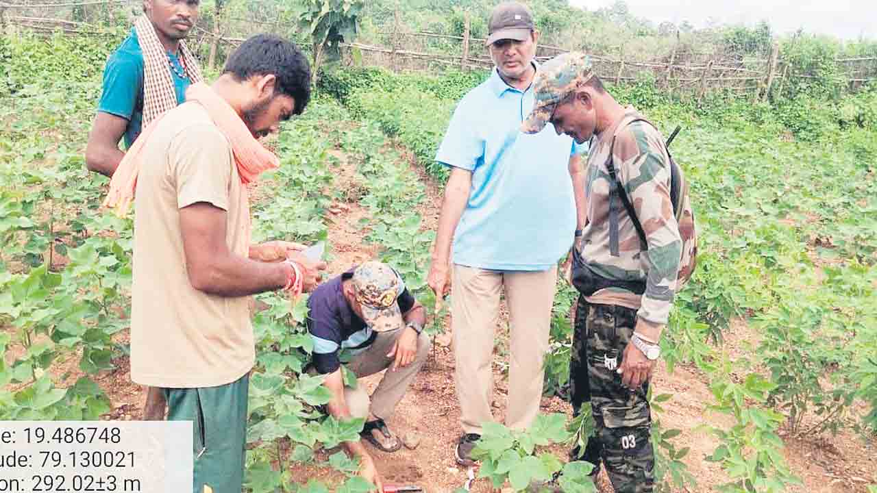 కెరమెరి అడవుల్లో పులి