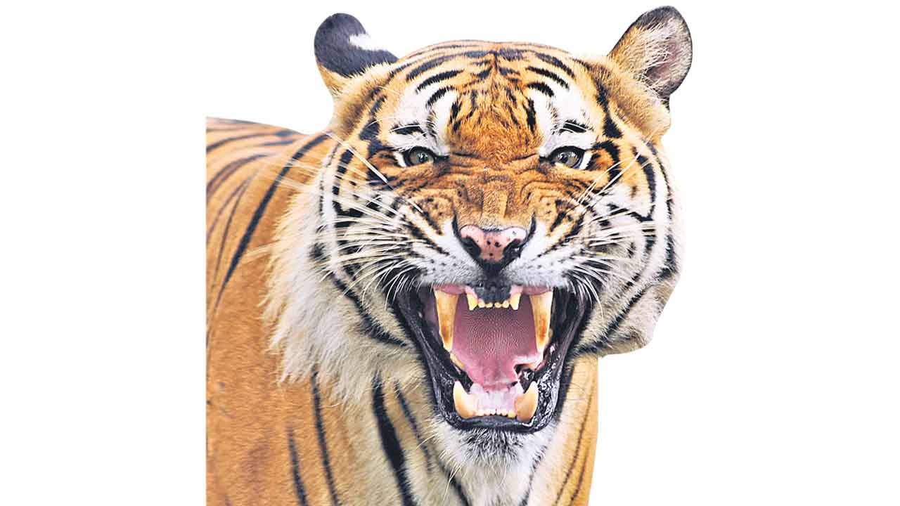 మళ్లీ పులి భయం