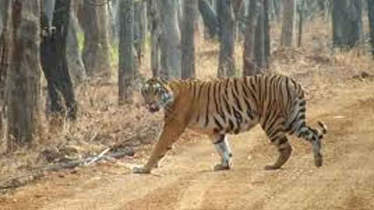 రాష్ట్రంలో గణనీయంగా పెరిగిన పెద్దపులులు