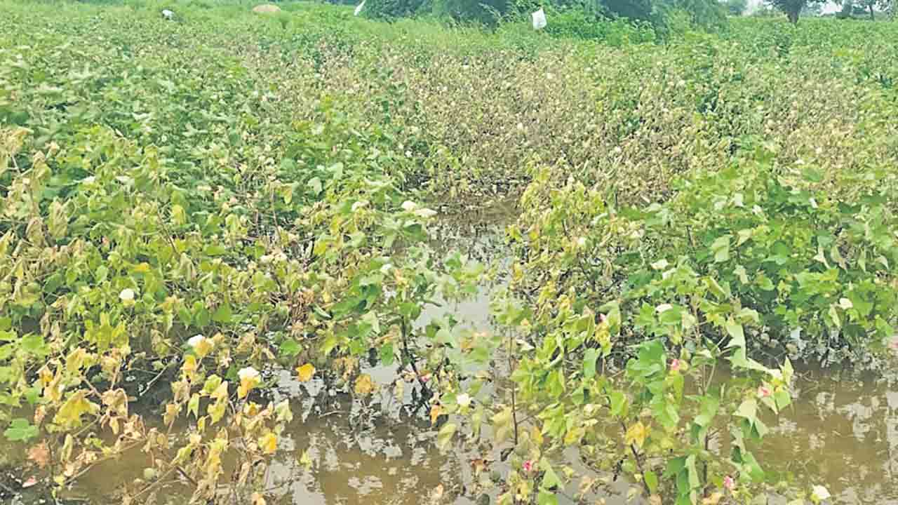 పత్తి రైతు కుదేలు