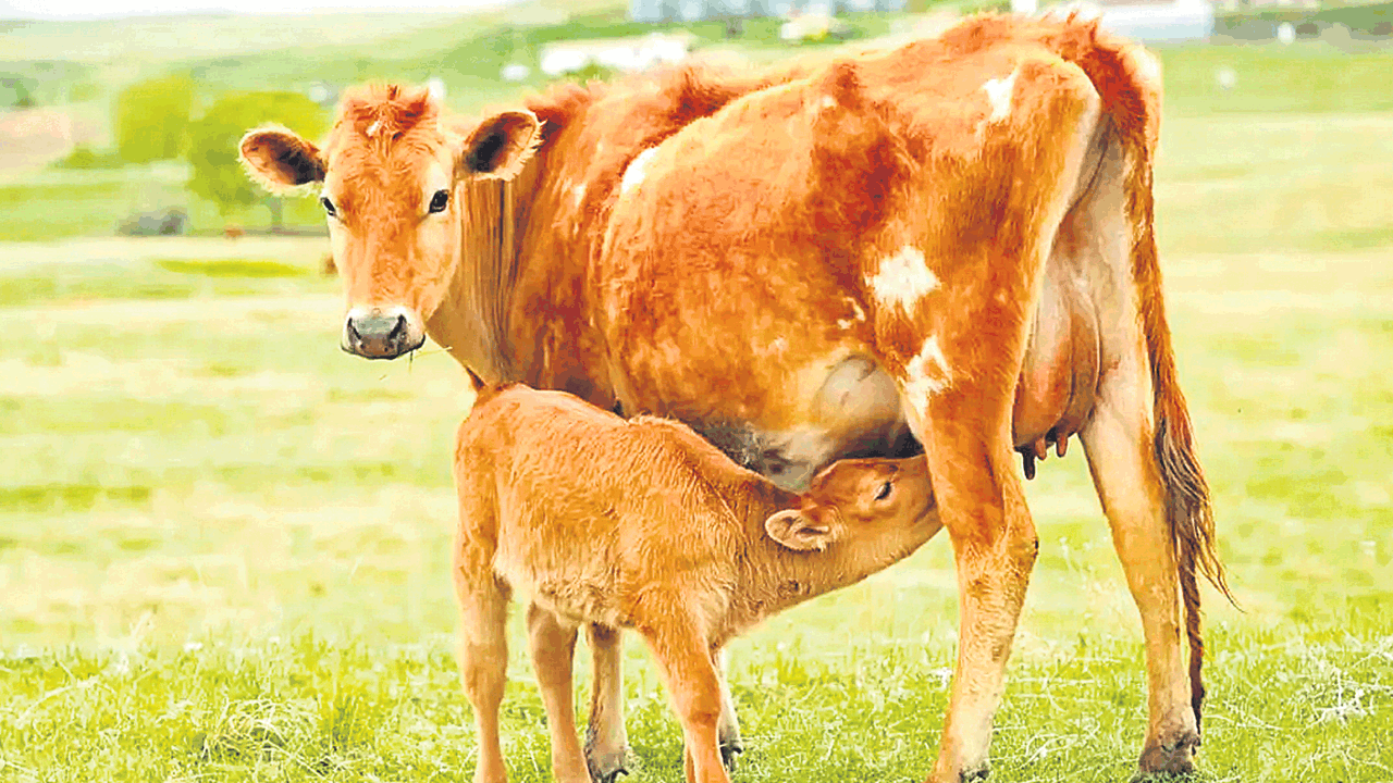 Colostrum | కొలోస్ట్రమ్‌… గొప్ప ఫుడ్‌ సప్లిమెంట్‌!