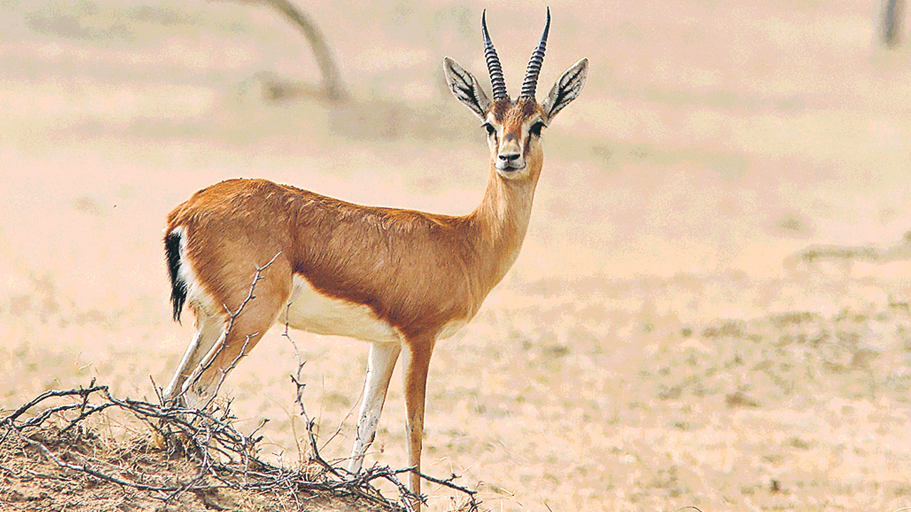 చింకారాలకు ముప్పు