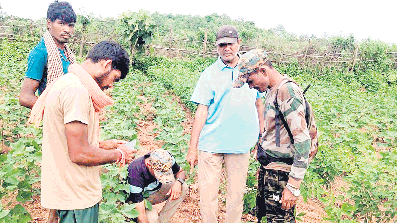 పులి ఎక్కడ..?