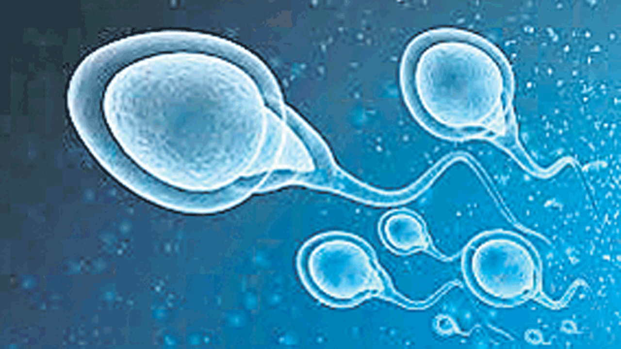 Stress | ఒత్తిడి తర్వాత శుక్రకణాల్లో వేగం.. జననాల రేటులో వృద్ధి