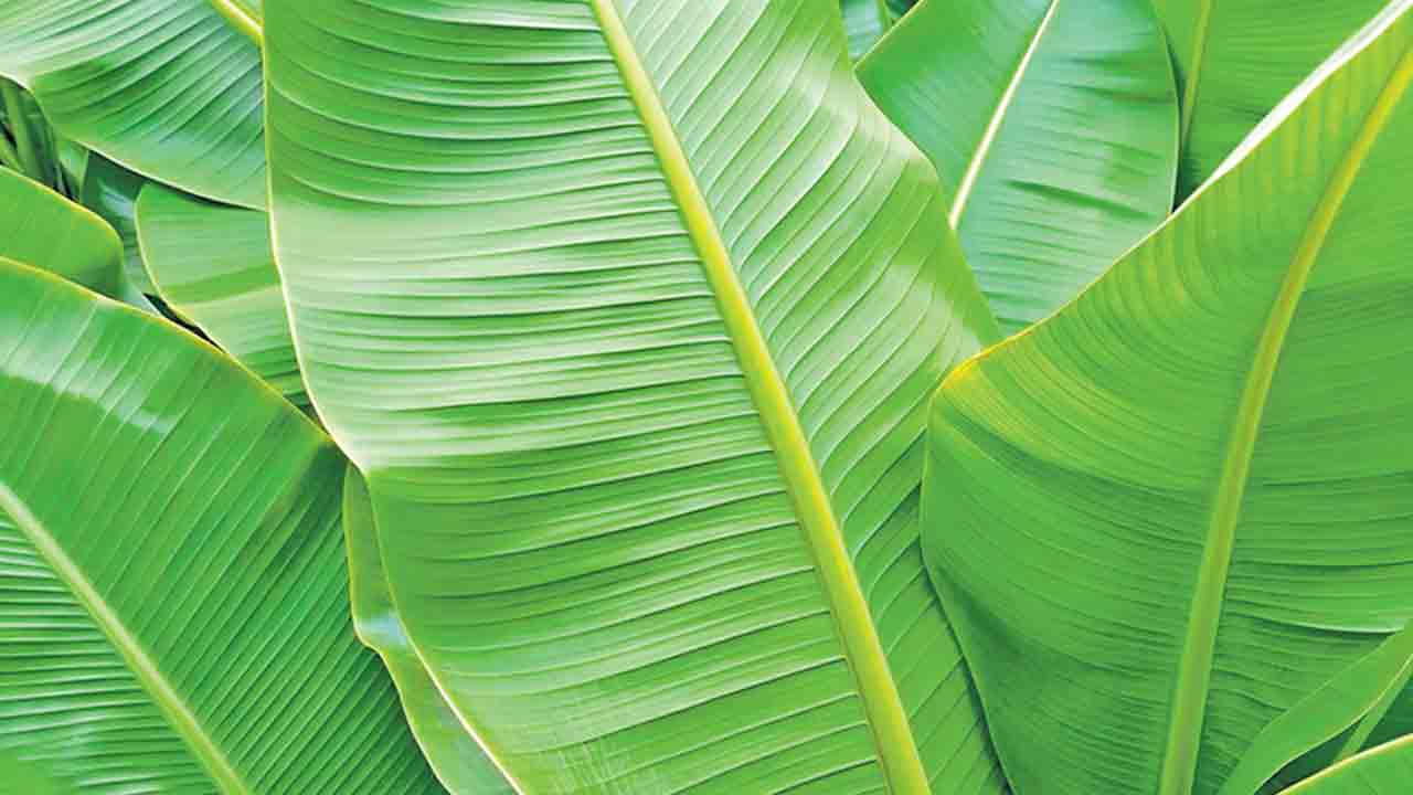 అరటి ఆకులో అద్భుతాలు..